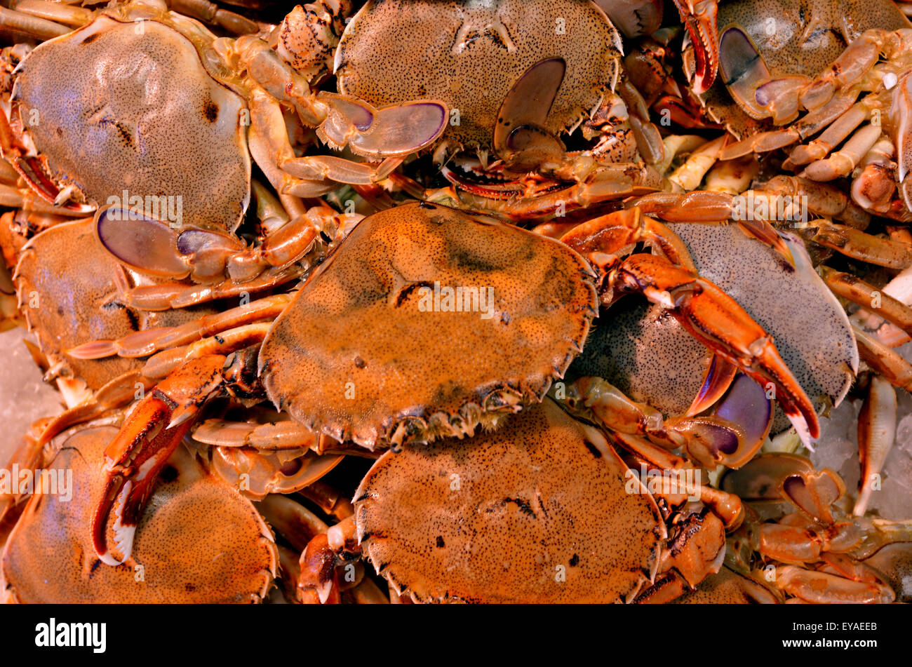 Crabs On Display At Fish Market Crabs High Resolution Stock Photography