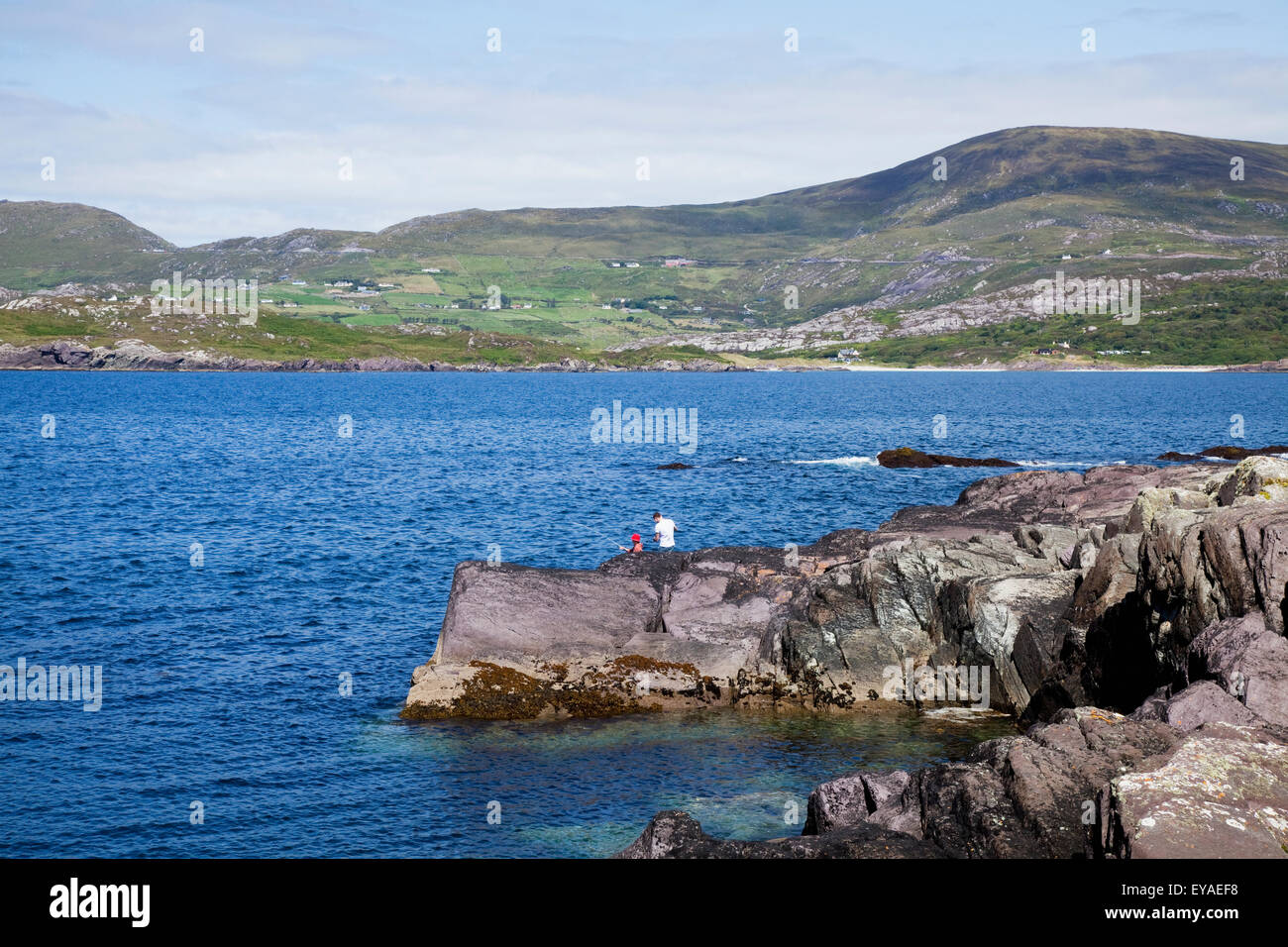 Lambs head hires stock photography and images Alamy
