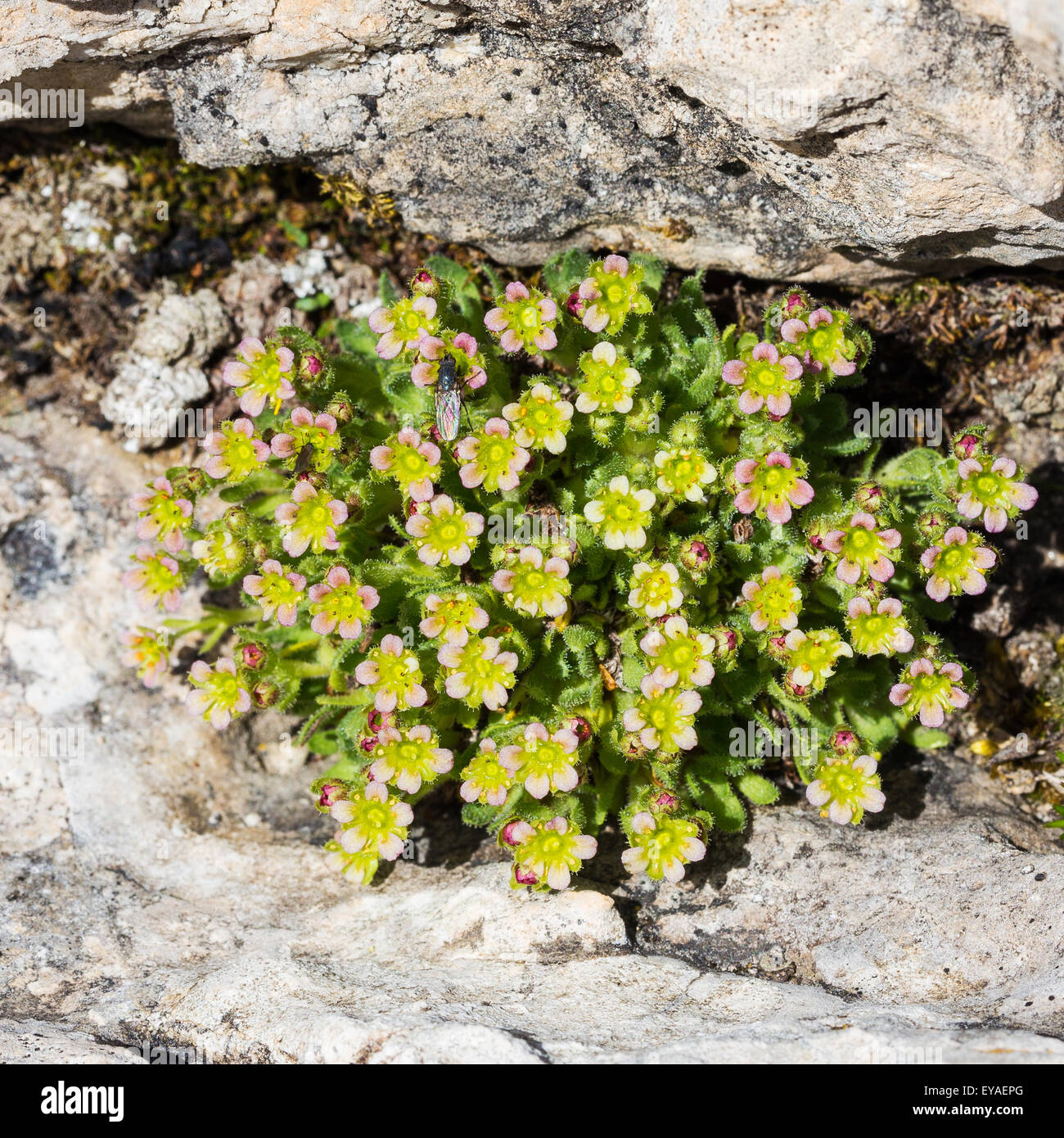 Saxifraga facchinii K.  (Sassifraga di Facchini) on limestone rocks.  Facchini´s Saxifrage. Trentino Dolomites. Italy. Europe. Stock Photo