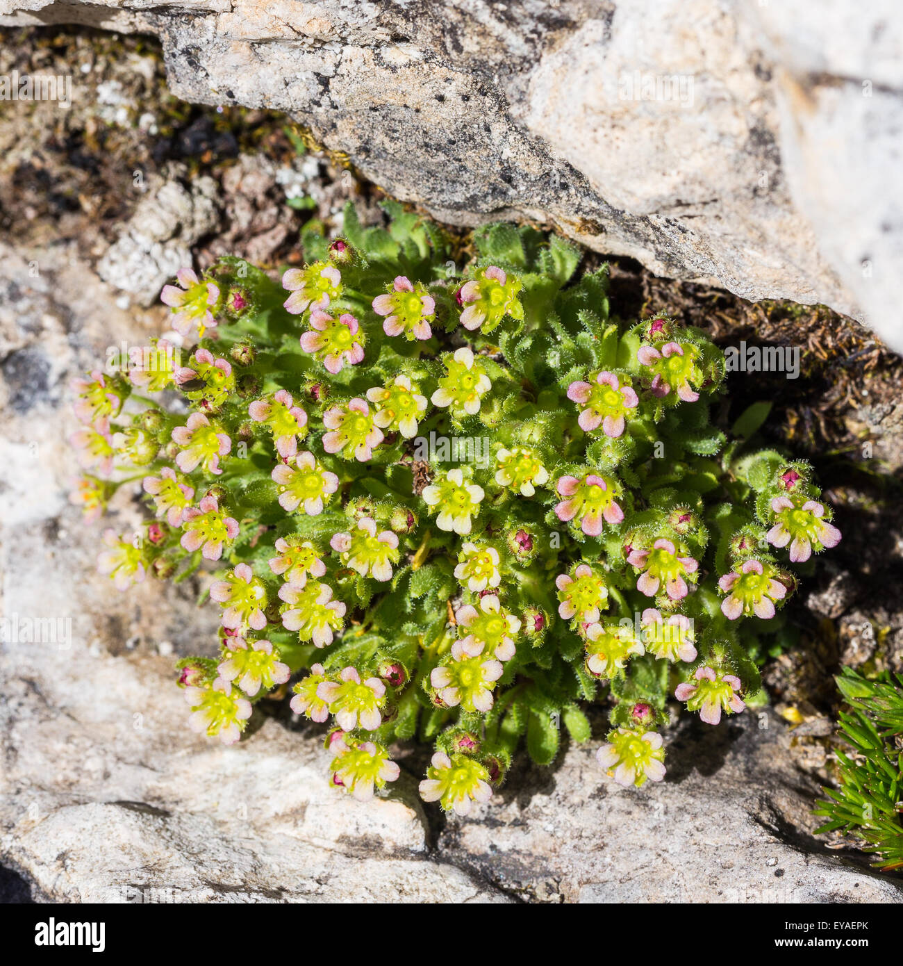 Saxifraga facchinii K.  (Sassifraga di Facchini) on limestone rocks.  Facchini´s Saxifrage. Trentino Dolomites. Italy. Europe. Stock Photo