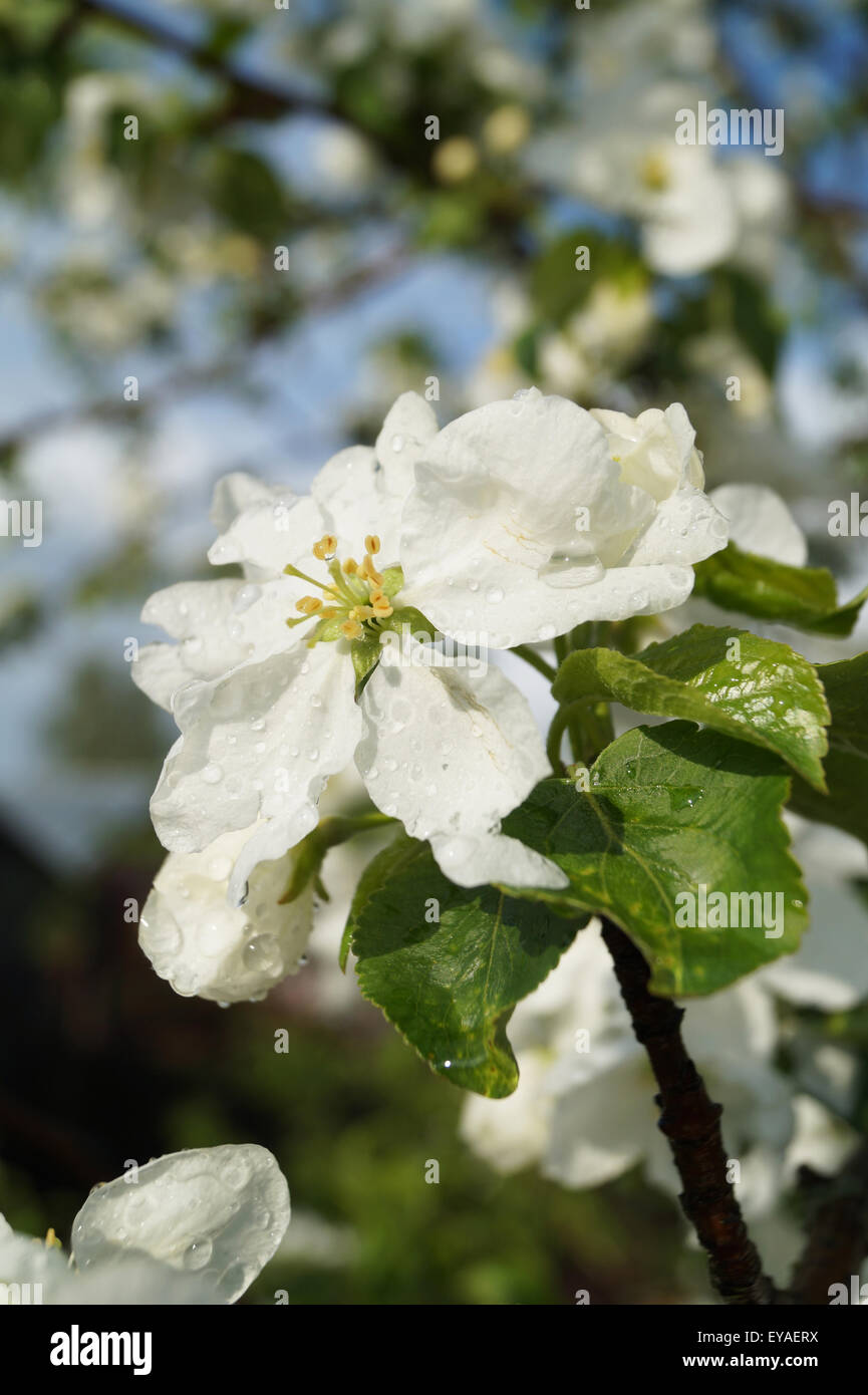 Spring blossom to aple trees in garden after rain Stock Photo