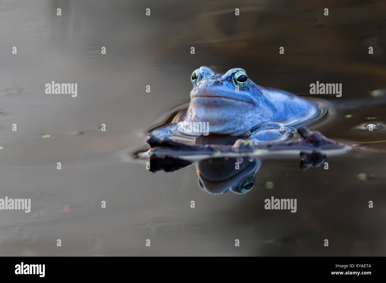 Moor frog in the wild Stock Photo