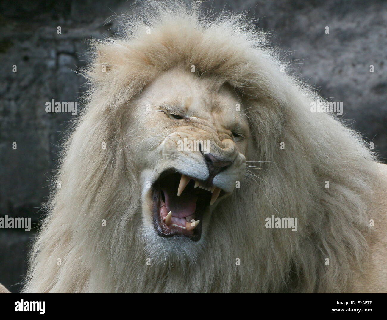 Mature white lion (Panthera leo Krugeri) growling Stock Photo