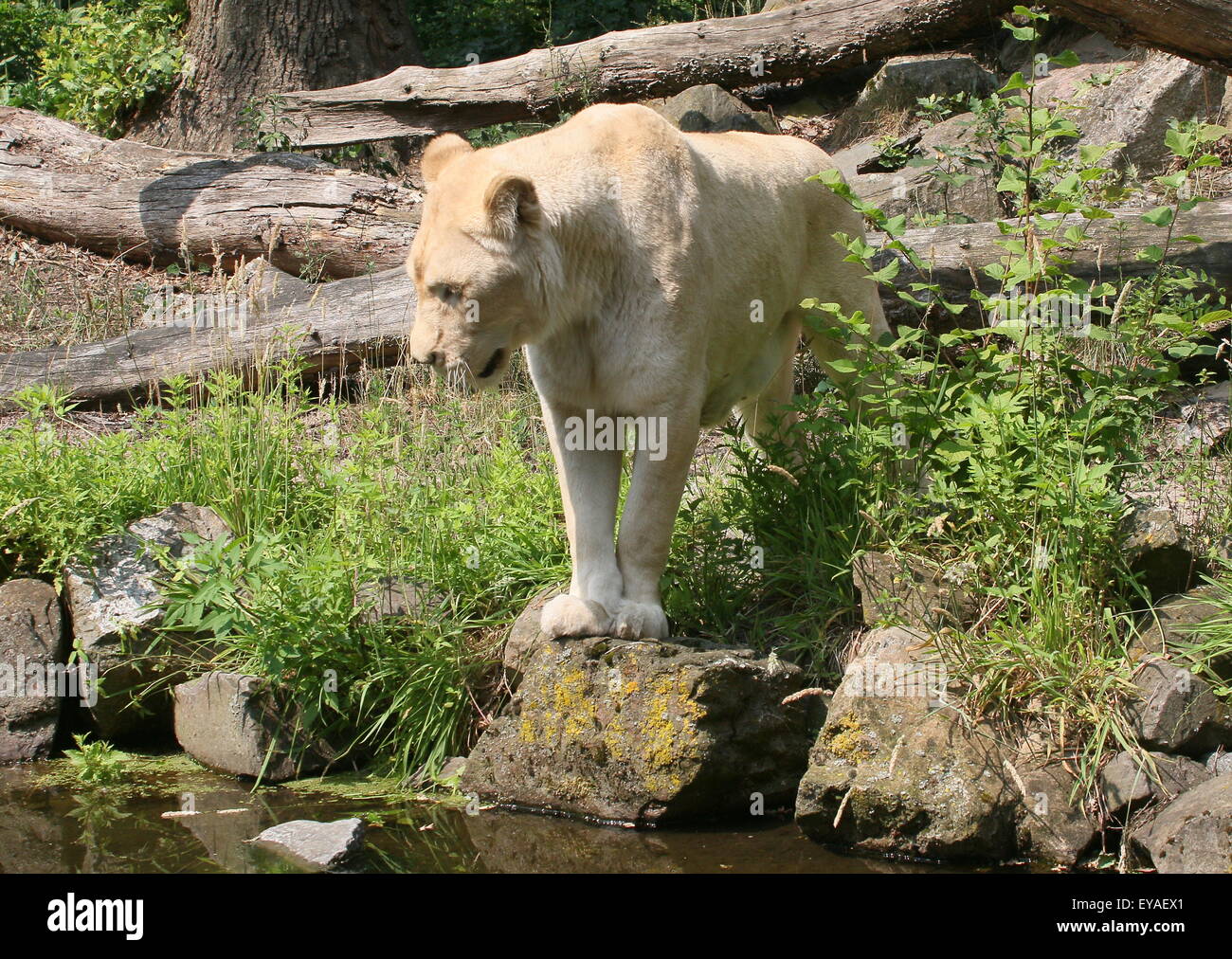 Juvenile white lion panthera leo hi-res stock photography and images ...