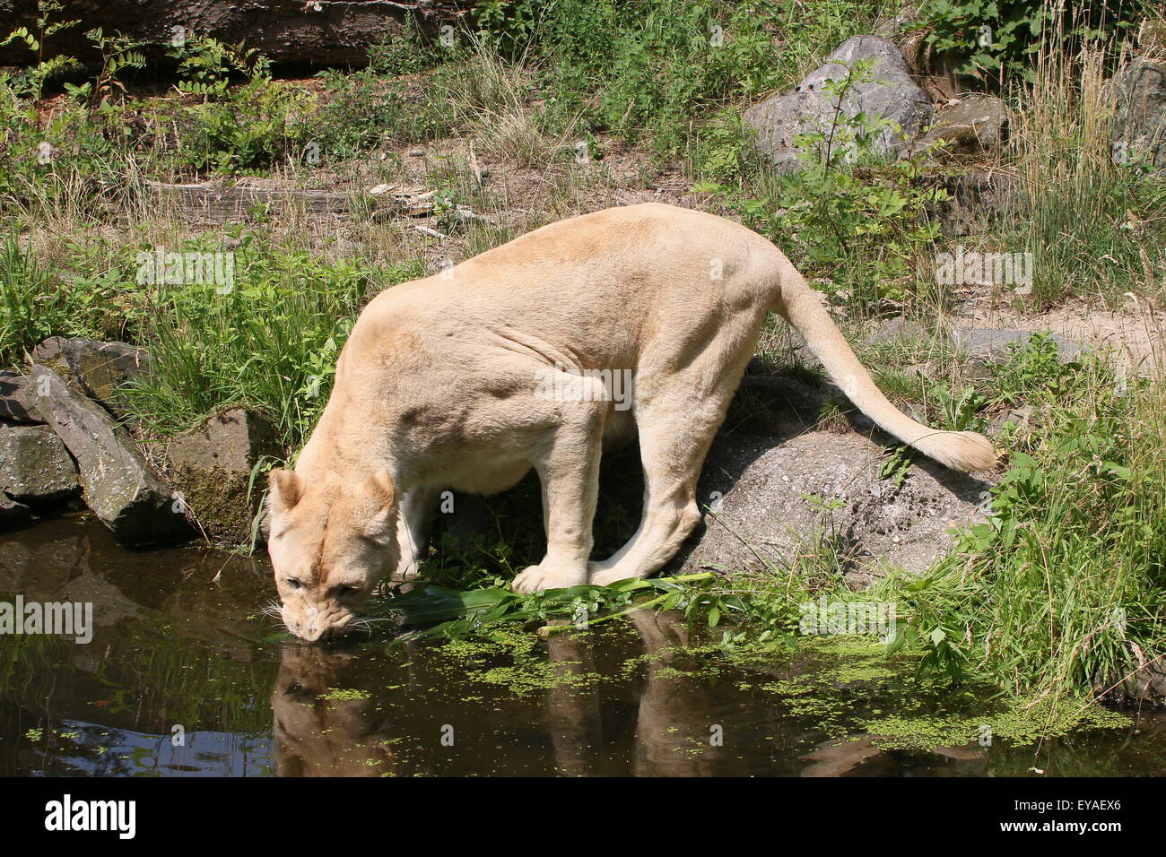 Juvenile white lion (Panthera leo Krugeri) drinking water Stock Photo ...