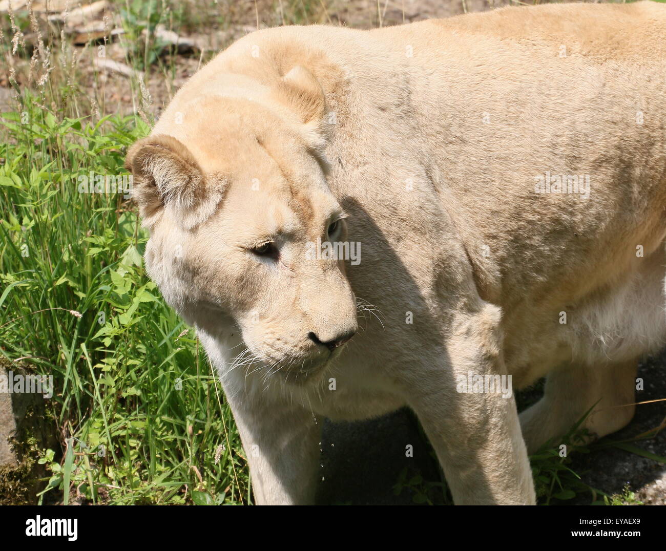 Female white lion (Panthera leo Krugeri) Stock Photo