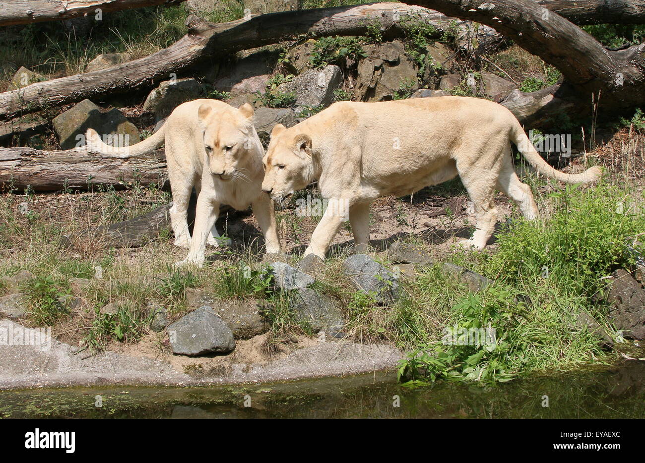 Pair of Juvenile white lions (Panthera leo Krugeri) Stock Photo
