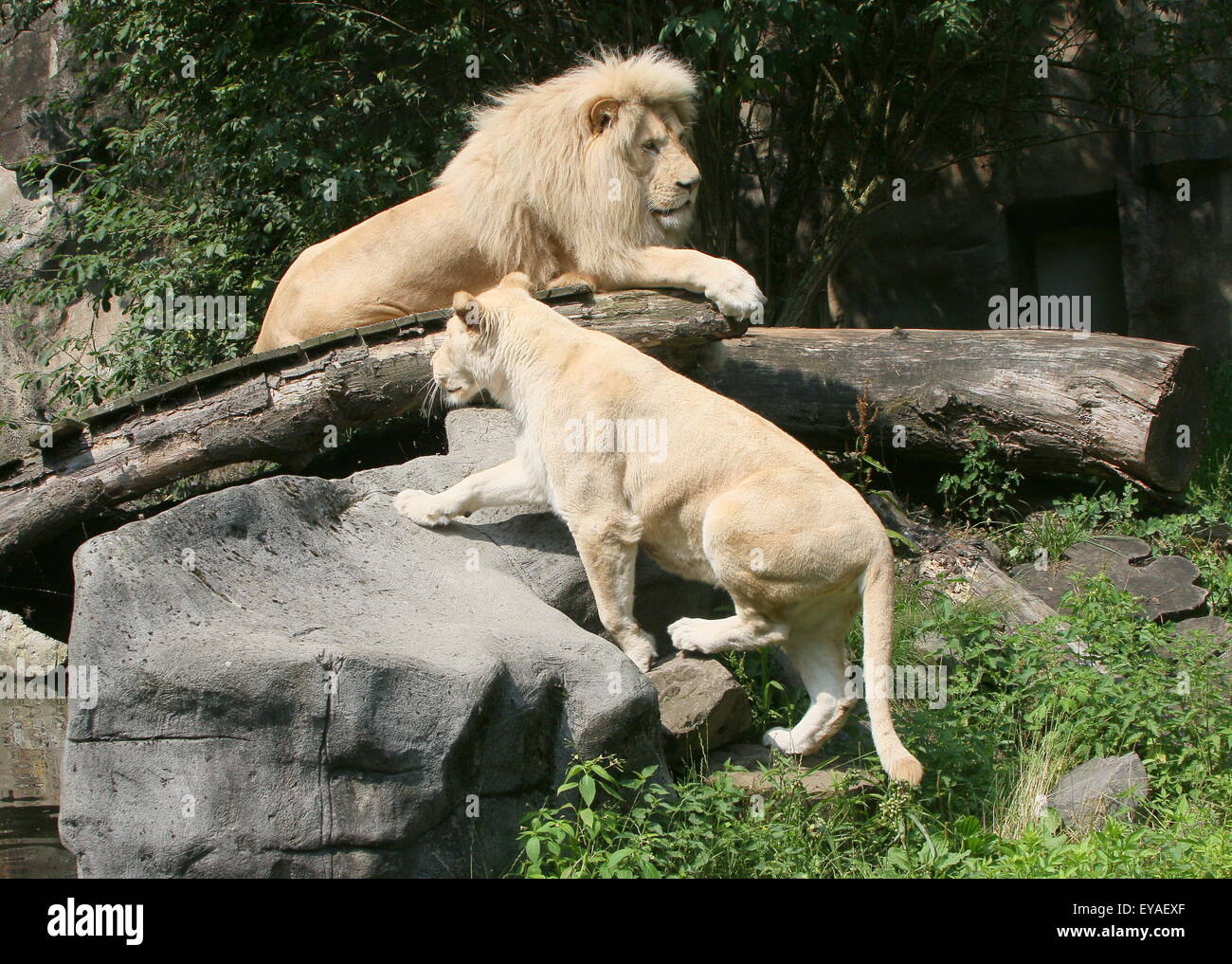 Mature male lion (Panthera leo Krugeri) together with a young female at Ouwehand Rhenen Zoo, The Netherlands Stock Photo