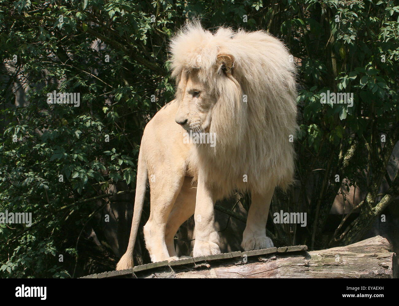 Mature male  white lion (Panthera leo Krugeri) at Ouwehand Rhenen Zoo, The Netherlands Stock Photo
