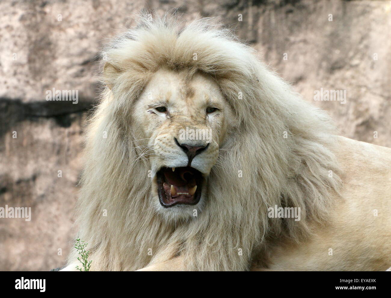 Mature white lion (Panthera leo Krugeri) Stock Photo