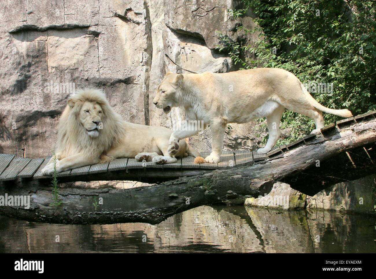 Mature male  white lion  and lioness (Panthera leo Krugeri) at Ouwehand Rhenen Zoo, The Netherlands Stock Photo