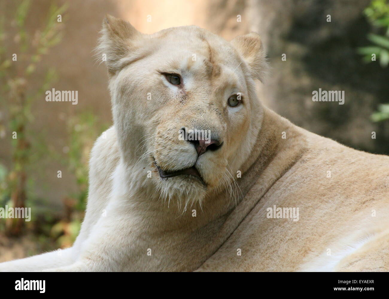 Juvenile white lion (Panthera leo Krugeri) on the prowl. Stock Photo