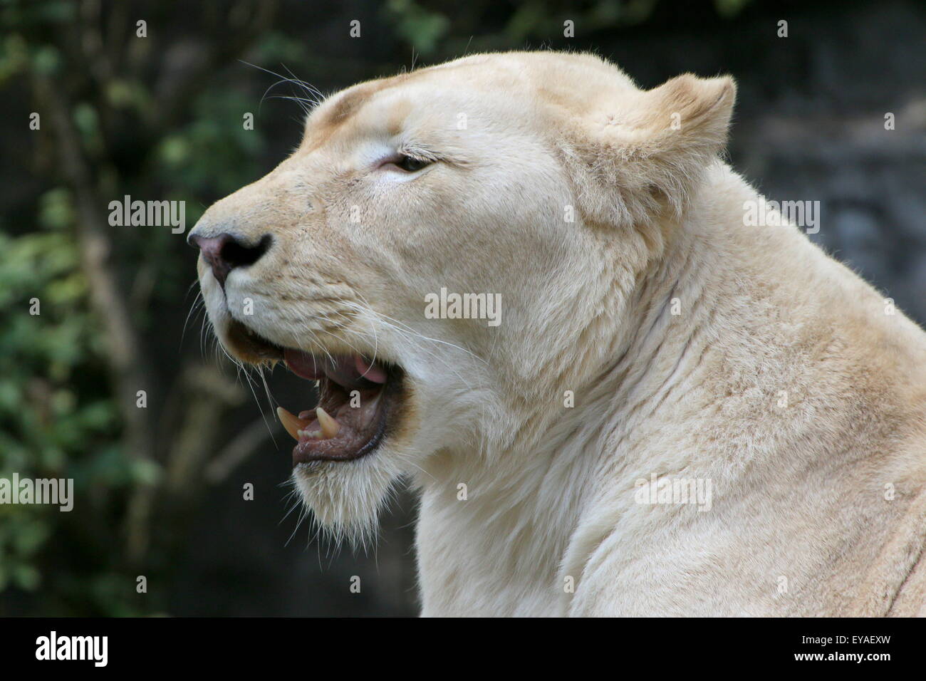 White lioness (Panthera leo Krugeri) portrait, mouth open, canines showing Stock Photo