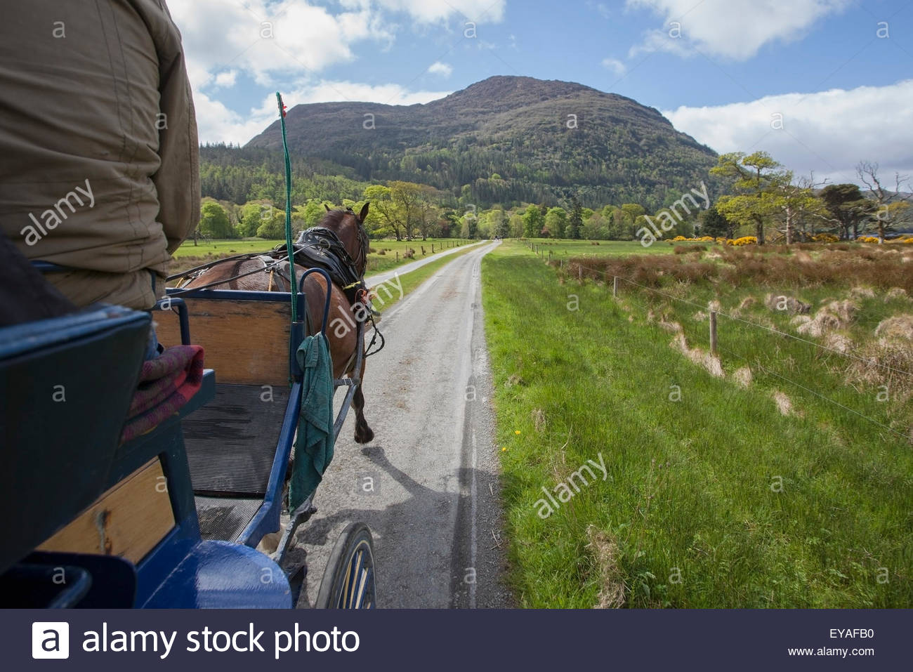 Jaunting Car Travelling On A Road In Killarney National Park