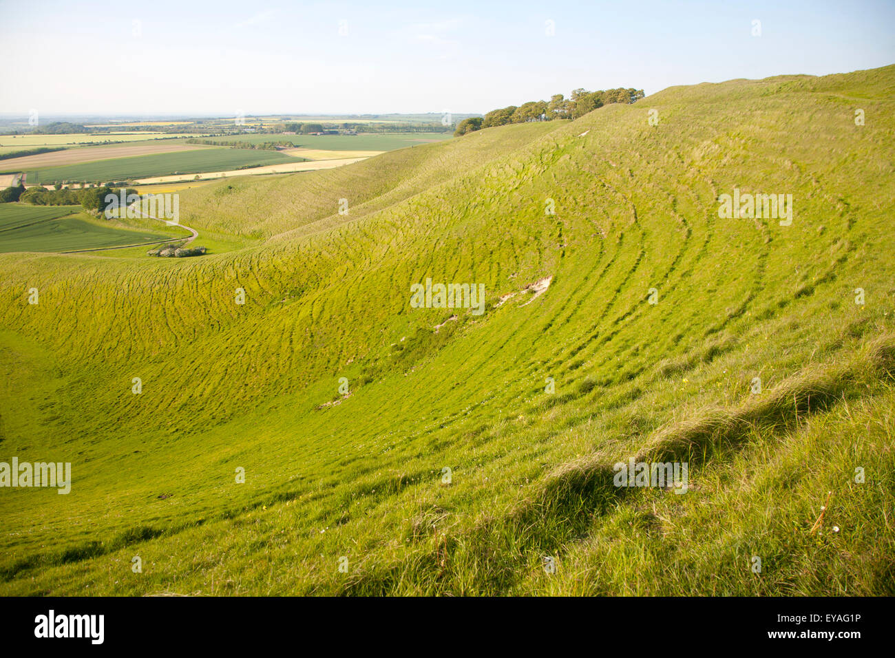 Summer view of arable fields and chalk landscape from Cherhill Down escarpment, Wiltshire, England, UK Stock Photo