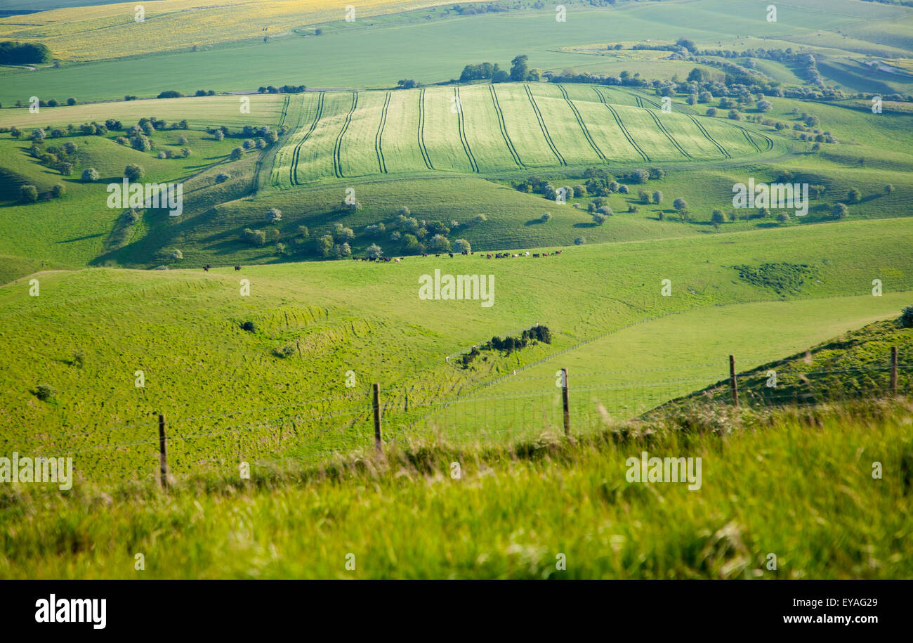 Summer view of grass grazing fields and chalk landscape from Cherhill Down, Wiltshire, England, UK Stock Photo