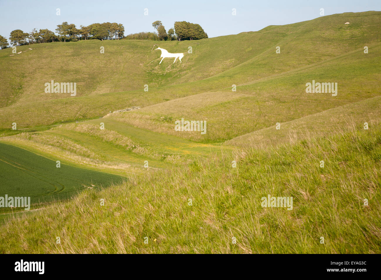 Chalk figure of white horse carved into hillside hires stock