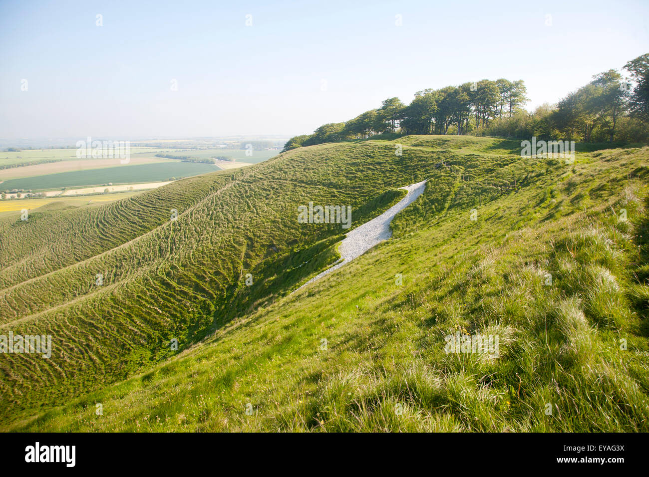 White horse in chalk scarp slope Cherhill, Wiltshire, England, UK dating form 1780 Stock Photo