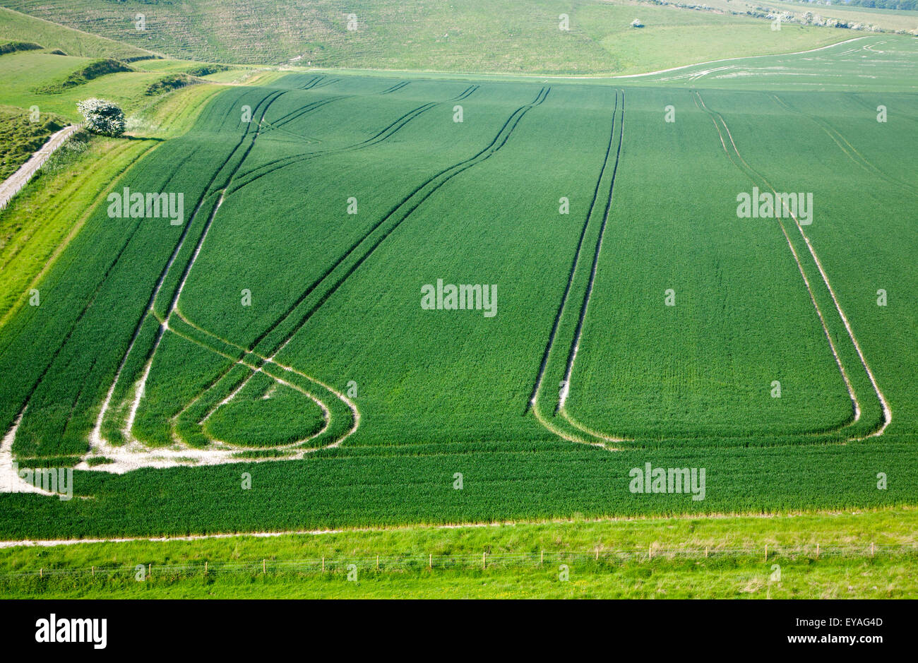 Chalk landscape Cherhill, Wiltshire, England, UK vehicle patterns in crops at foot of chalk scarp slope Stock Photo