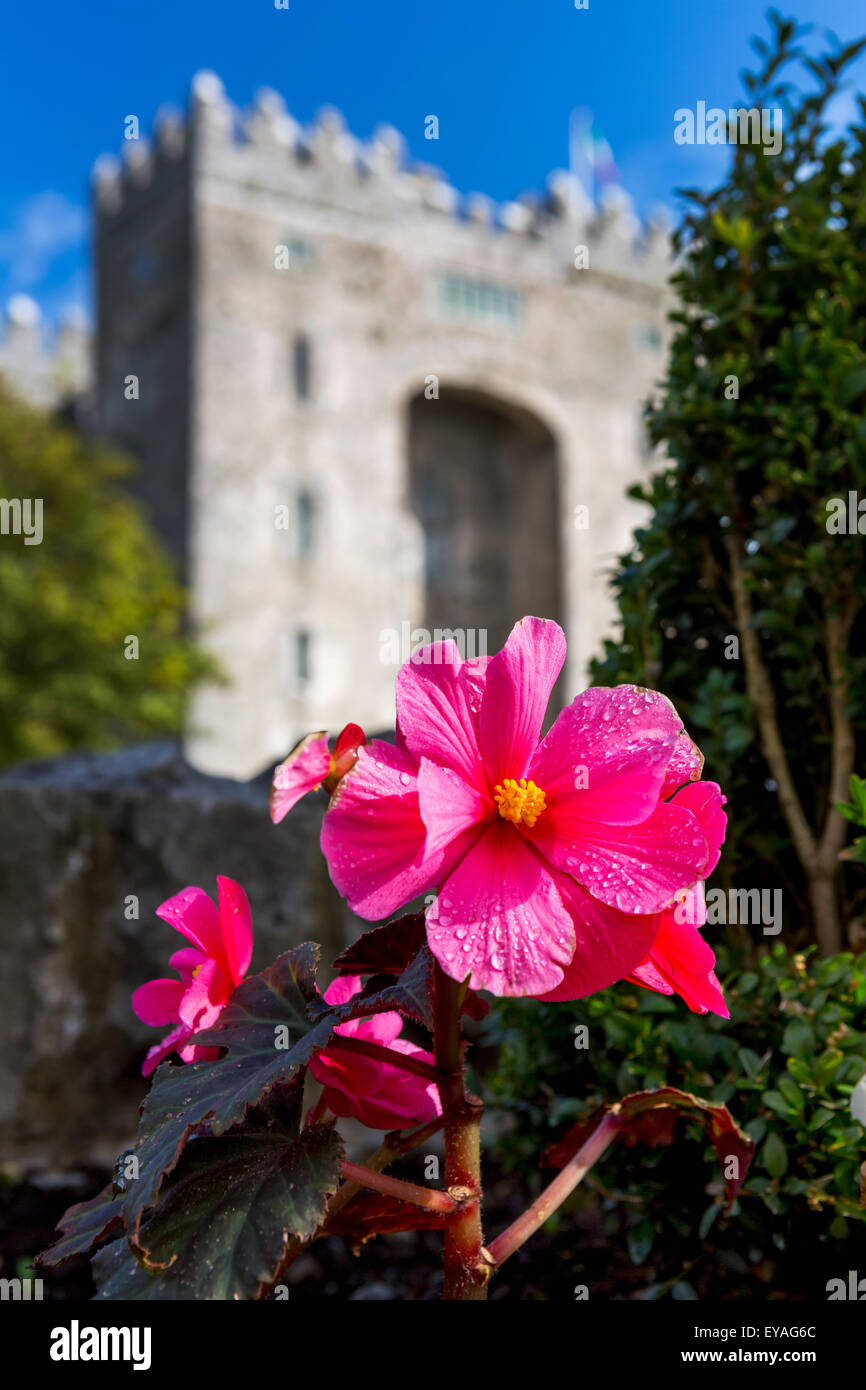 Close up of pink begonia flower with stone castle in background with blue sky; Bunratty, County Clare, Ireland Stock Photo