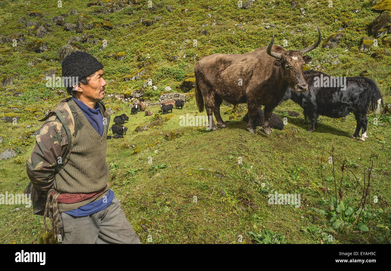 Brokpa nomads herd yak cattle along the grazing pastures of the Himalayan mountain slopes in Arunachal Pradesh, India. Stock Photo