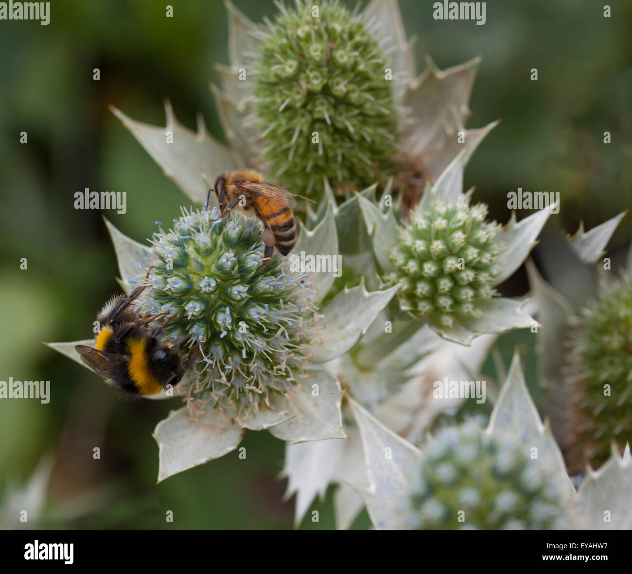 Sea Holly with bumble bee and wasp Stock Photo