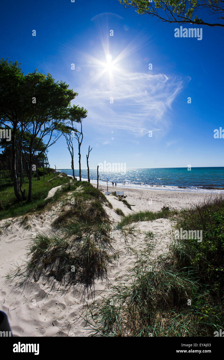 Coast at Ahrenshoop, Ostsee, baltic sea, Mecklenburg-Vorpommern, Germany. Summer scenery with blue sky, sandy beach, trees, sun. Stock Photo