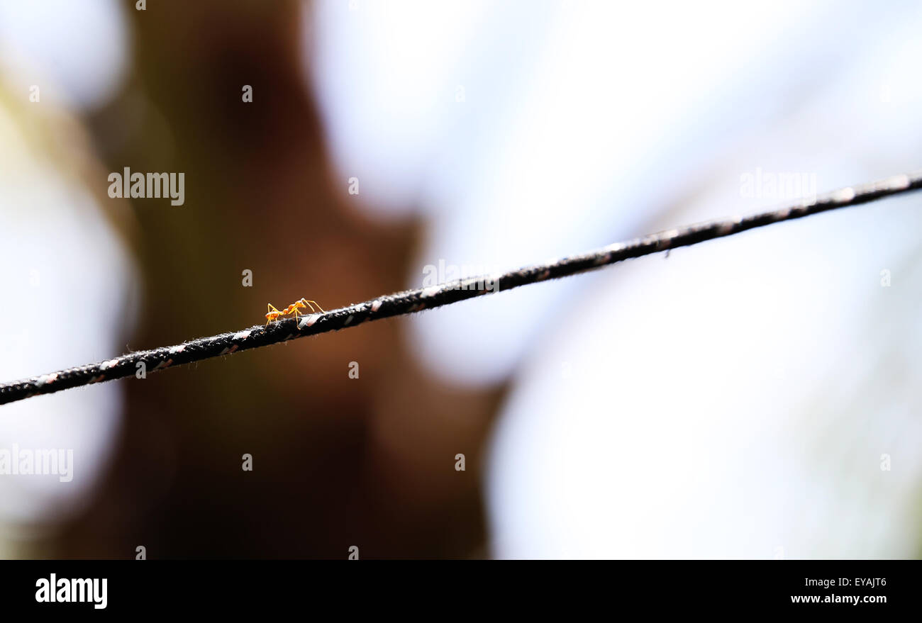 Upward - Lone ant walking upward on a plastic line - shot by Manoj Attingal Stock Photo