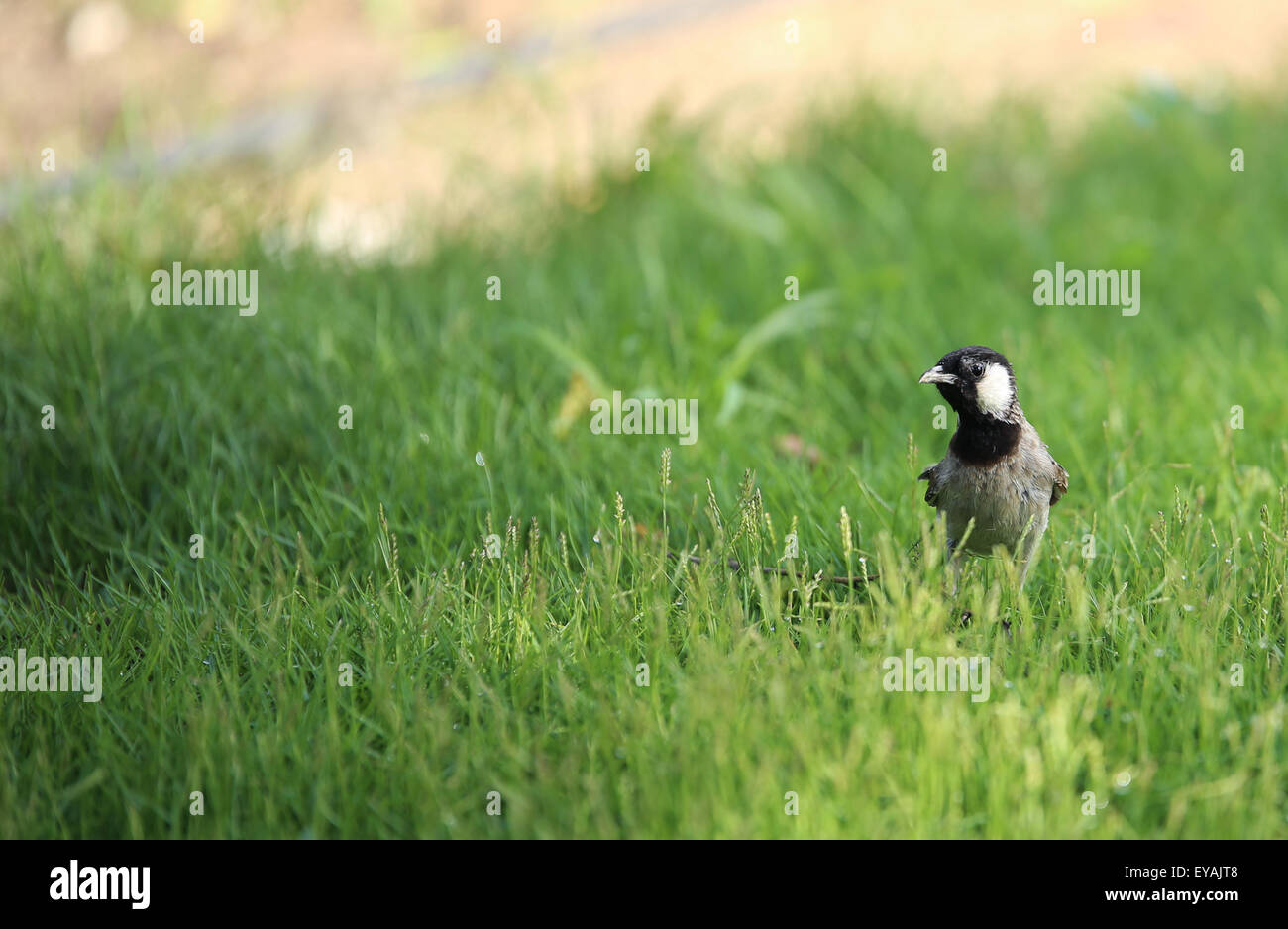A lone sparrow in green lawn, shot at heritage park, Abu Dhabi, UAE Stock Photo