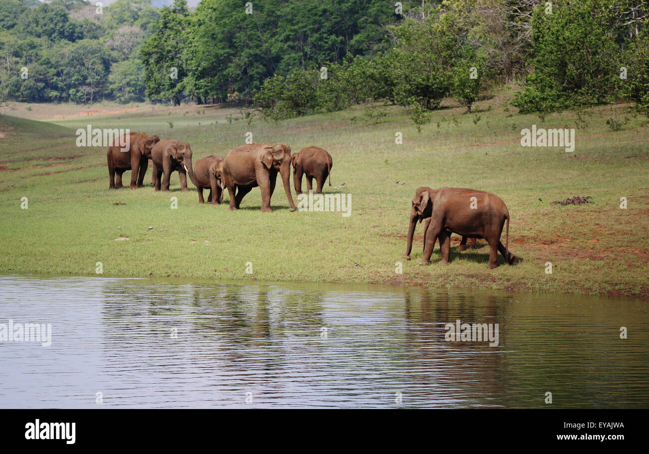 Wild elephants in their natural habitat at Thekkady wild life sanctuary ...