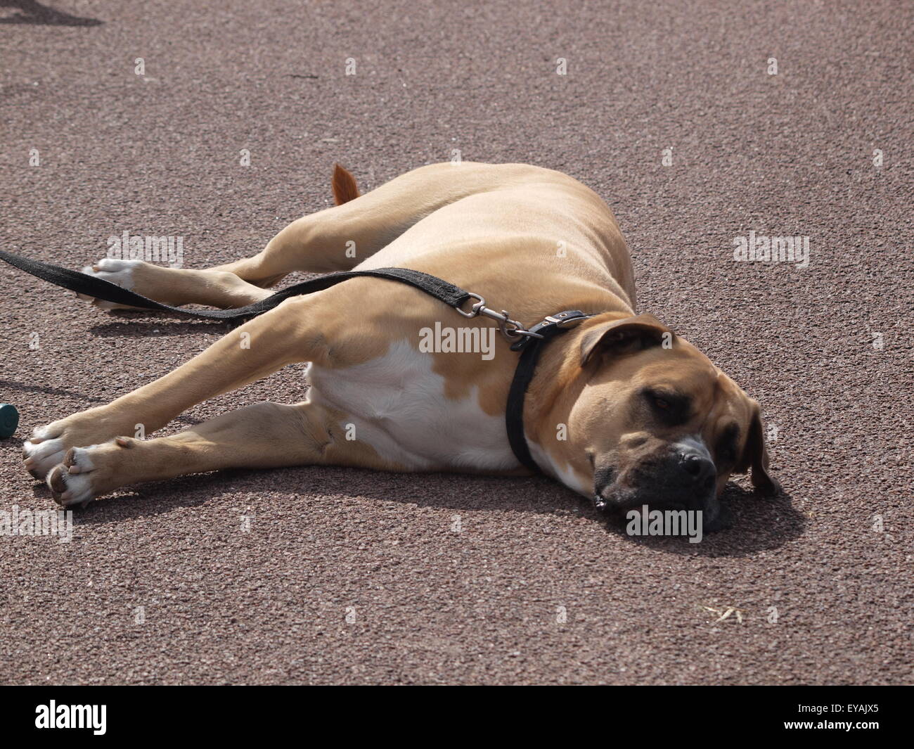 St. Annes, Lancashire, UK.  It's just too much for this South African mastiff, a boerboel, during kite festival. Stock Photo