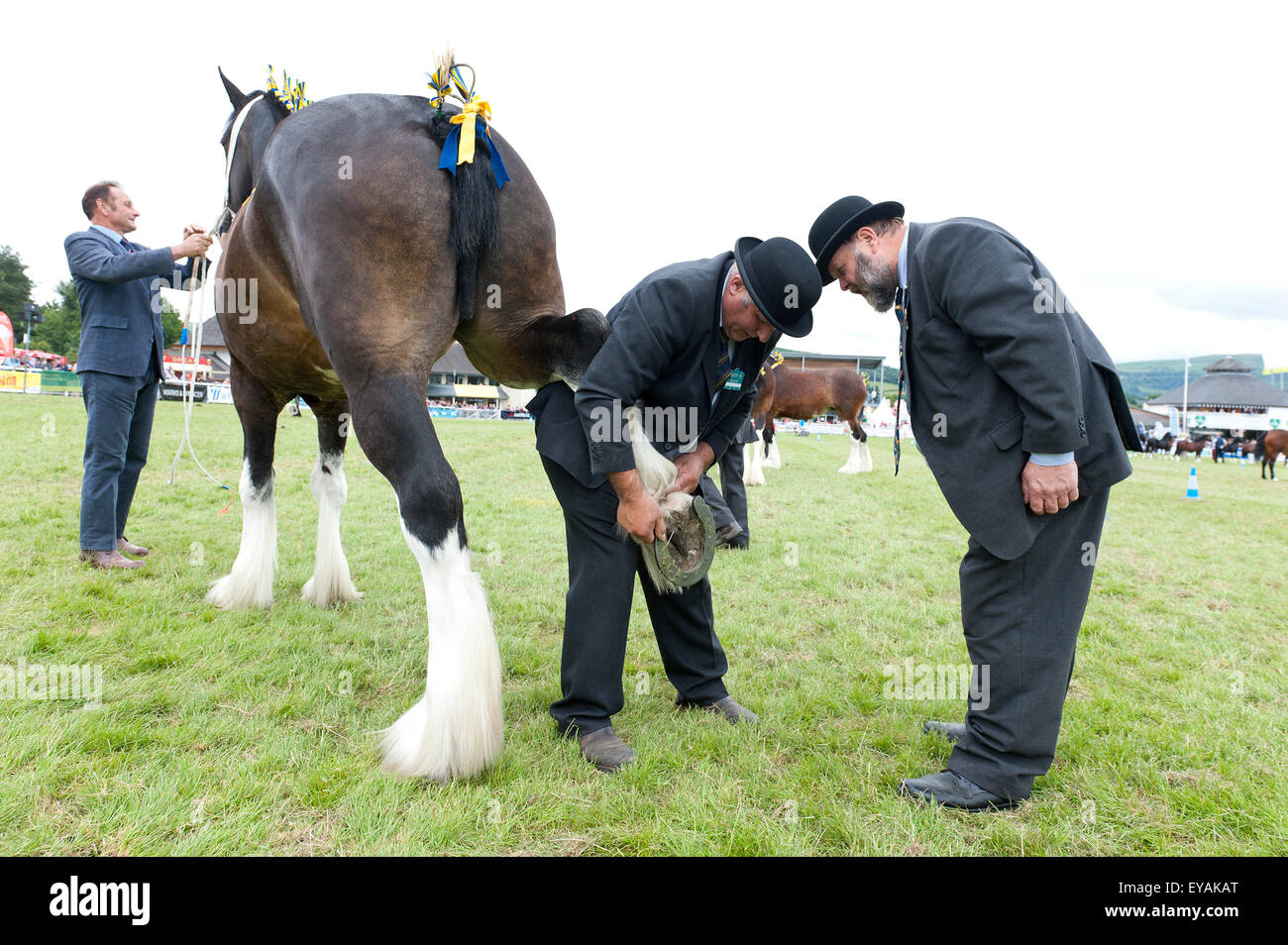 Llanelwedd, Powys, UK. 23rd July 2015. Judges check hooves of Shire Horses. The Royal Welsh Show is hailed as the largest & most prestigious event of it's kind in Europe. In excess of 200,000 visitors are expected this week over the four day show period - 2014 saw 237,694 visitors, 1,033 tradestands & a record 7,959 livestock exhibitors. The first ever show was at Aberystwyth in 1904 and attracted 442 livestock entries. Credit:  Graham M. Lawrence/Alamy Live News. Stock Photo