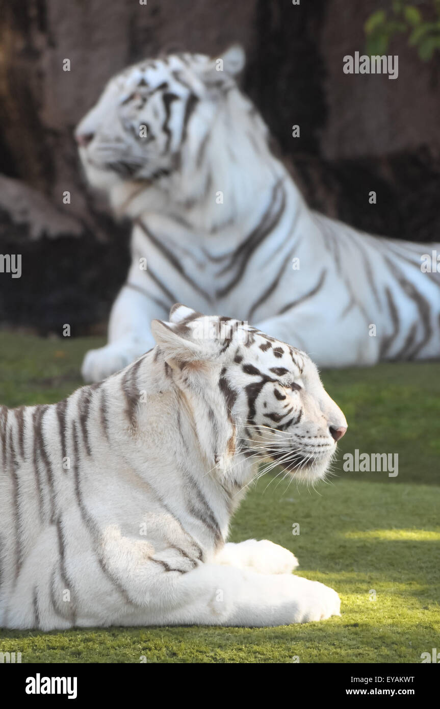 Black and White Striped Tiger Stock Photo - Alamy