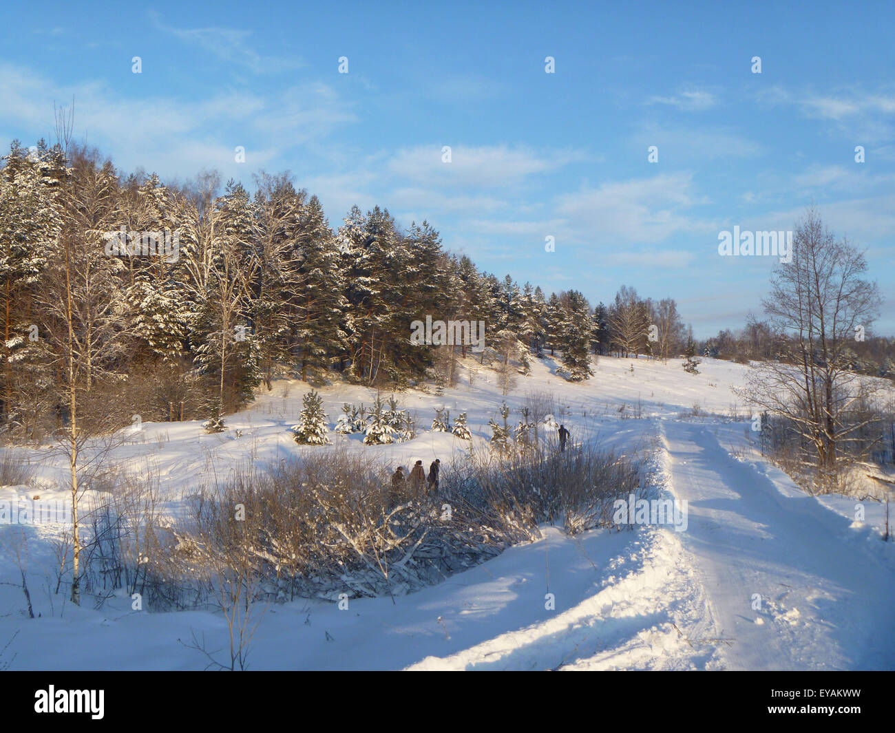 Beautiful landscape winter snow wood on background blue sky Stock Photo