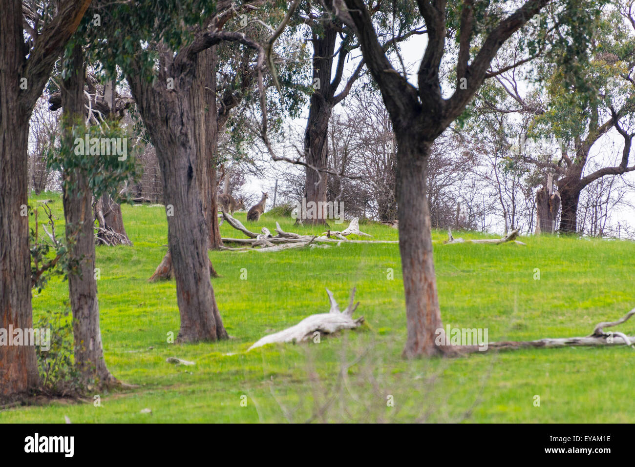 Australian farm land gum trees in the fields. Kangaroo in distance Stock Photo