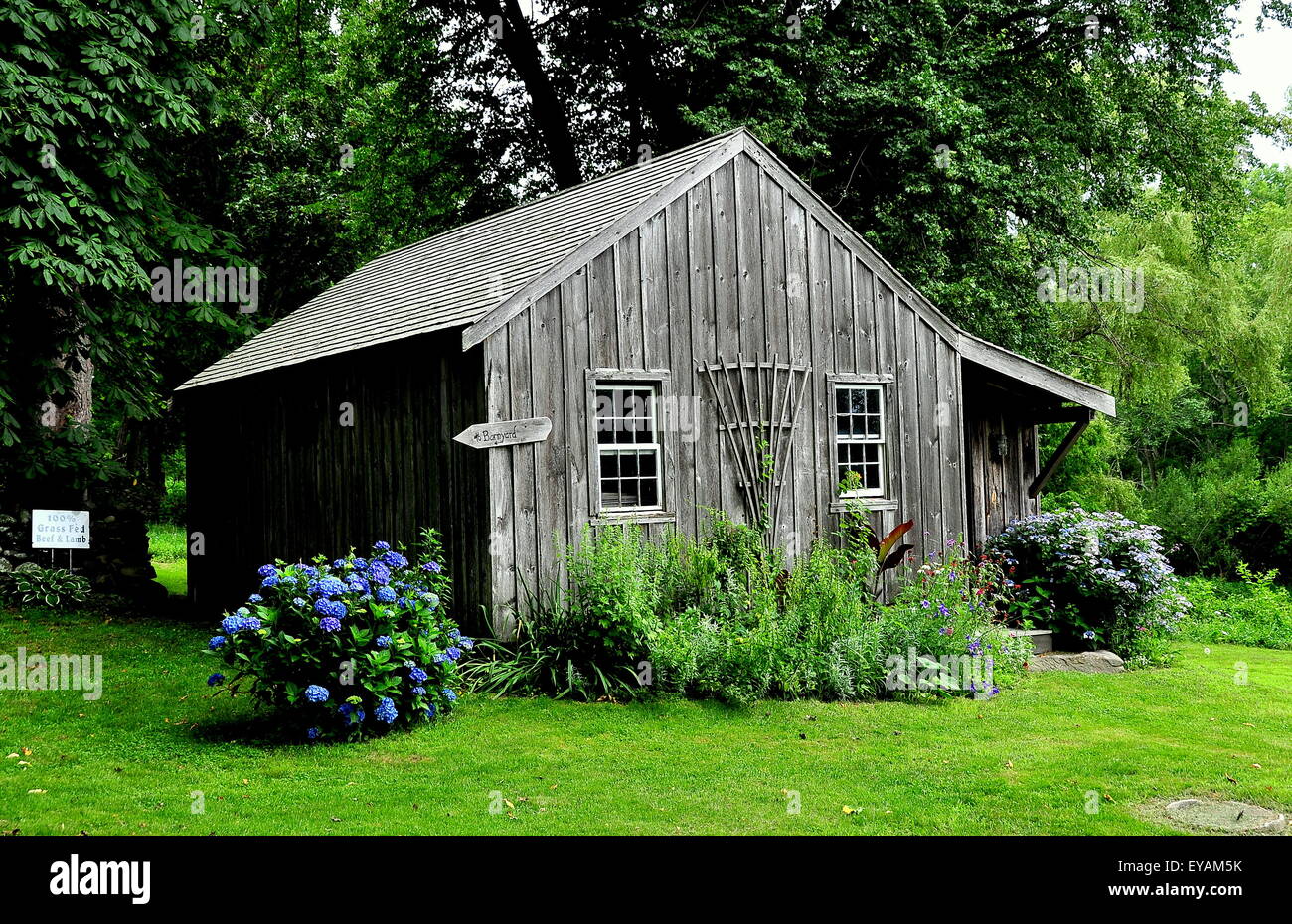 Jamestown, Rhode Island:  Wooden Caretaker's Cottage with blue Hydrangeas at the 1796 Watson Farm on Conanicut Island Stock Photo