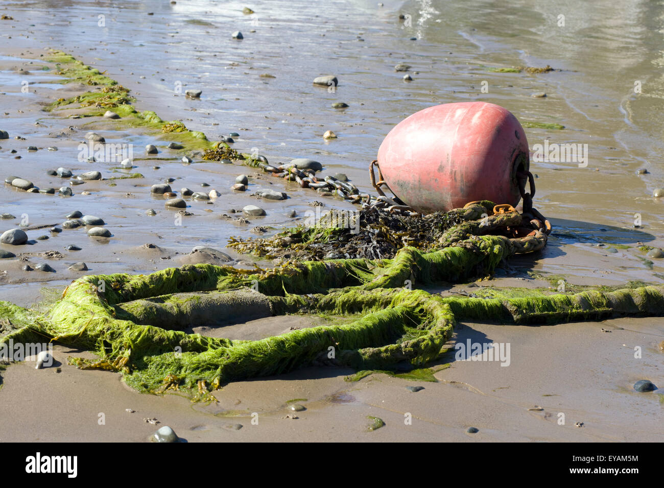 Chain and Buoy covered in seaweed on a beach Stock Photo