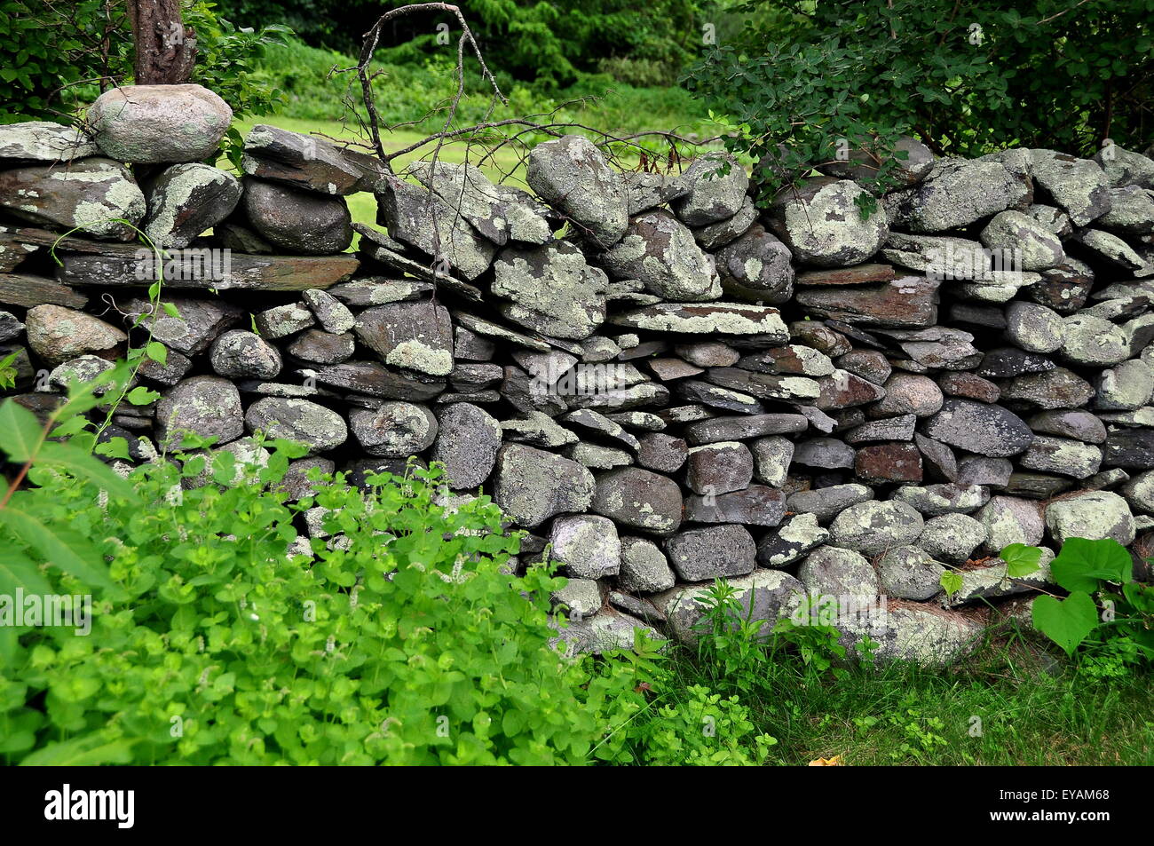 Jamestown, RI: A traditional New Engand stone wall made with no mortar ...