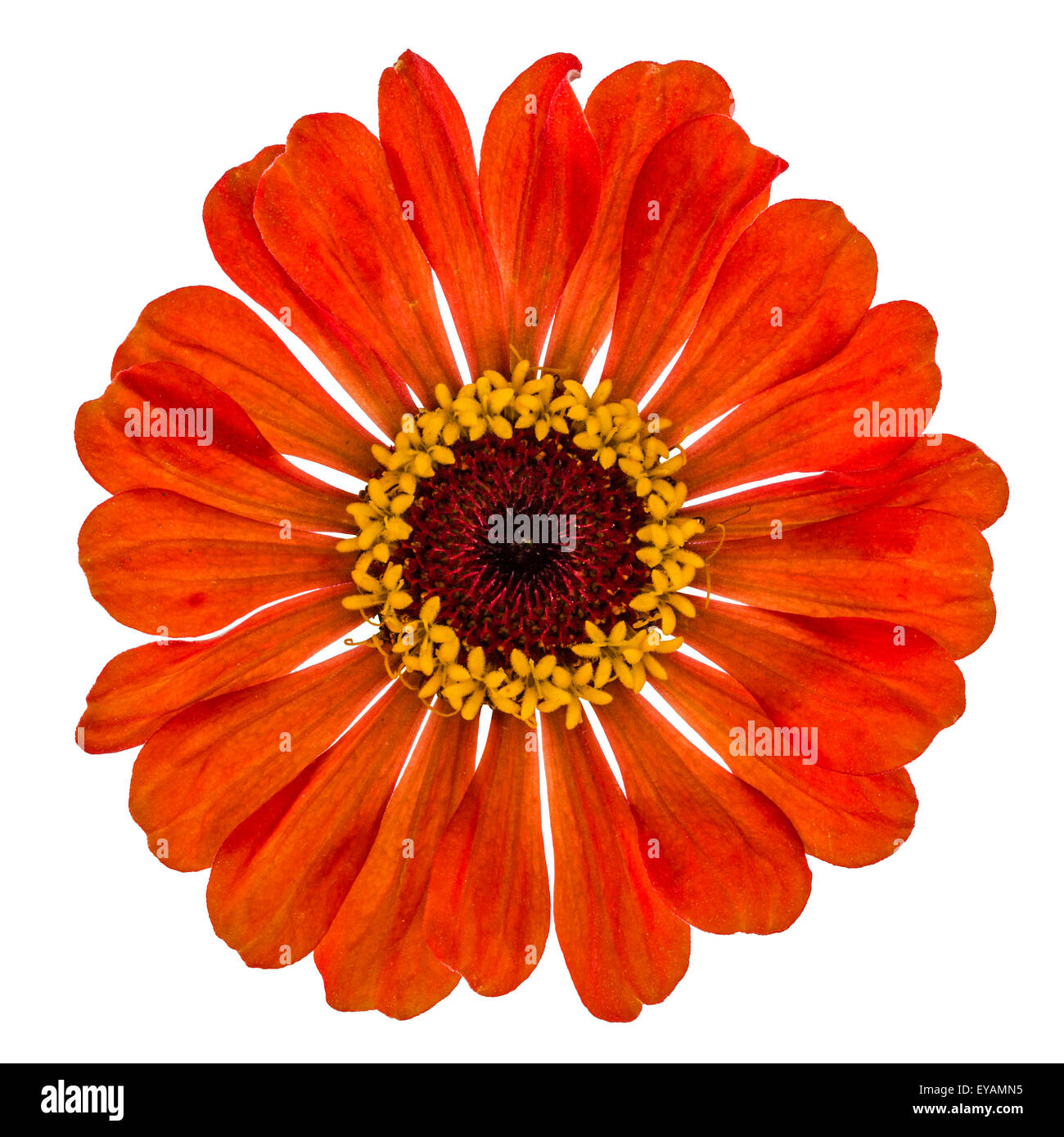Flower of zinnia, isolated on white background Stock Photo - Alamy