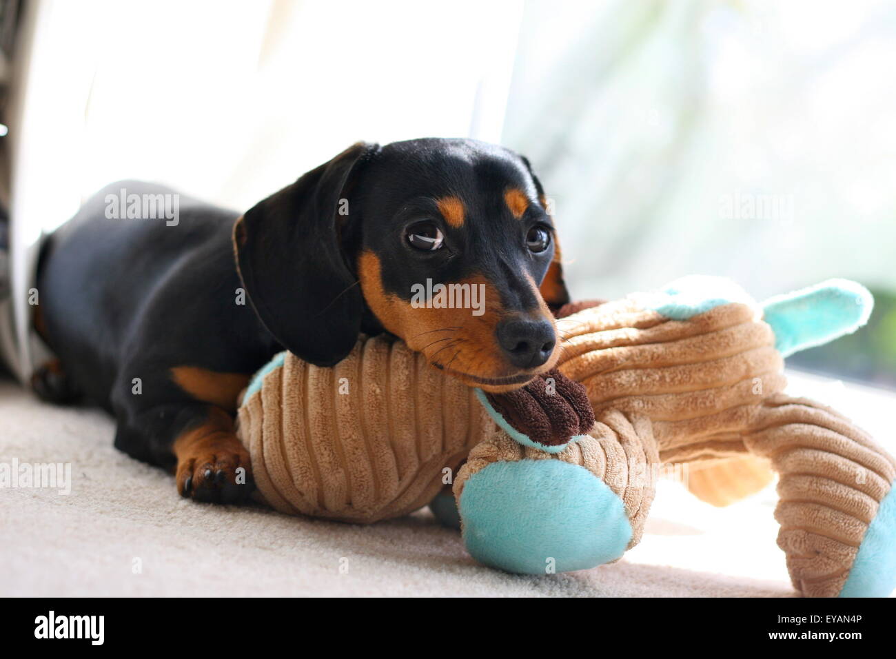 Cute Miniature Dachshund Playing with Toy Stock Photo Alamy