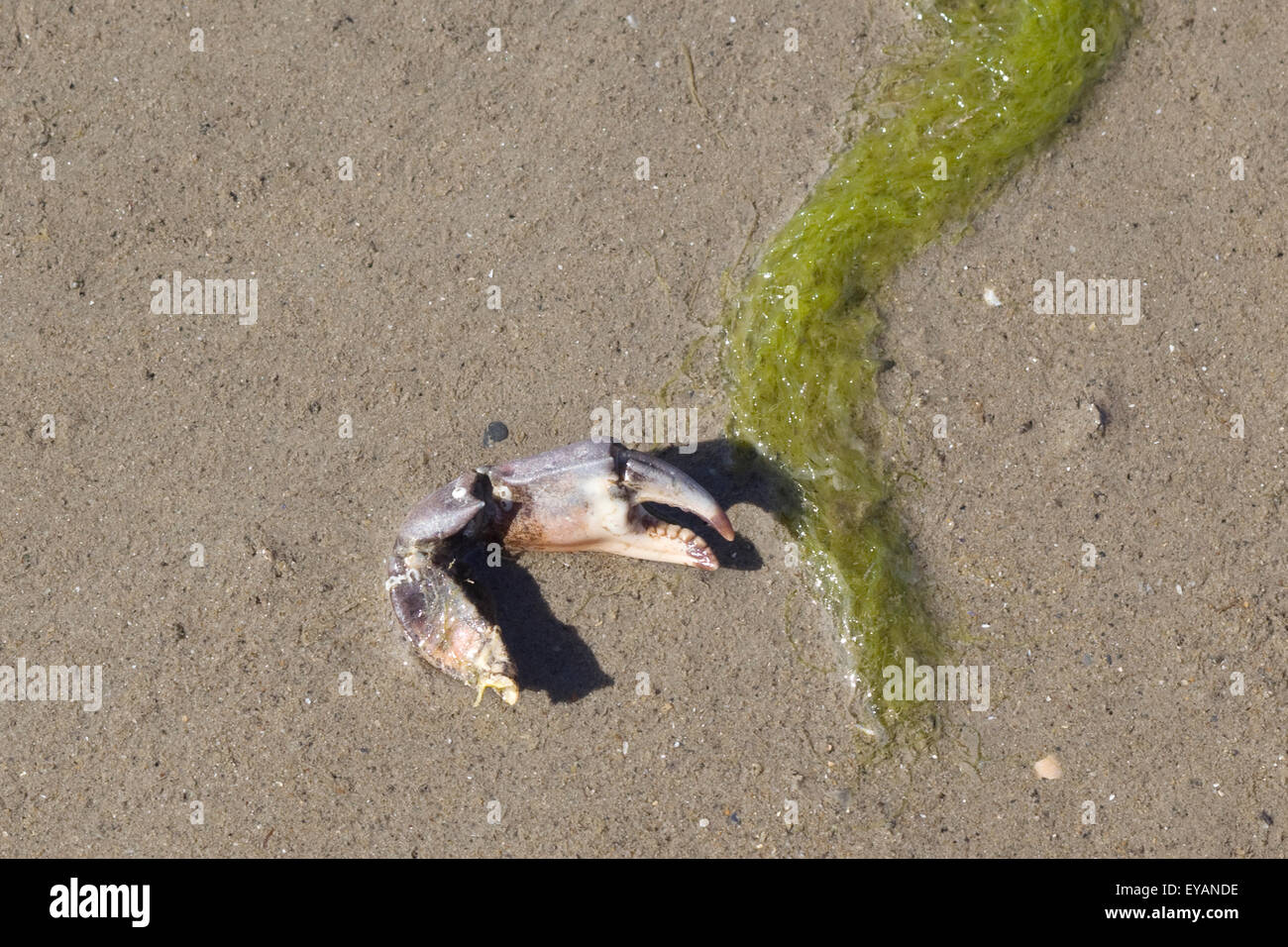 Crabs claws on a beach Stock Photo Alamy