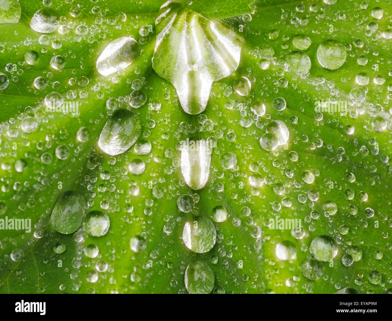 Rain drops on ladies mantle leaf Stock Photo