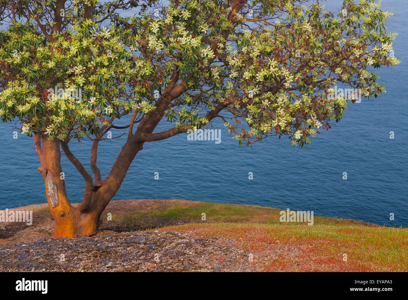 Lone Madrona tree, Washington, San Juan Islands, Stuart Island Stock