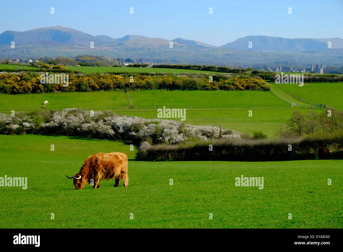 Highland Cattle Cow Grazing Anglesey North Wales UK United Kingdom Europe Stock Photo