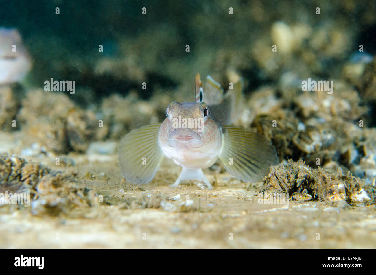 Round Gobi fish underwater Stock Photo