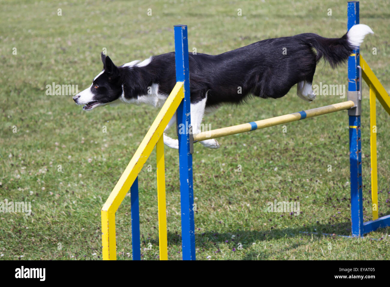 Dog Agility jumping over a hurdle during an agility competition Stock Photo