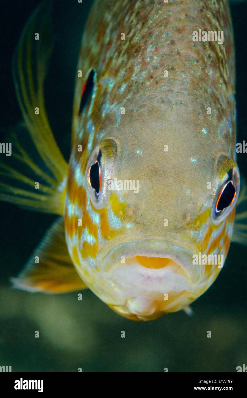 Close up of a freshwater Pumpkinseed Sunfish underwater. Stock Photo