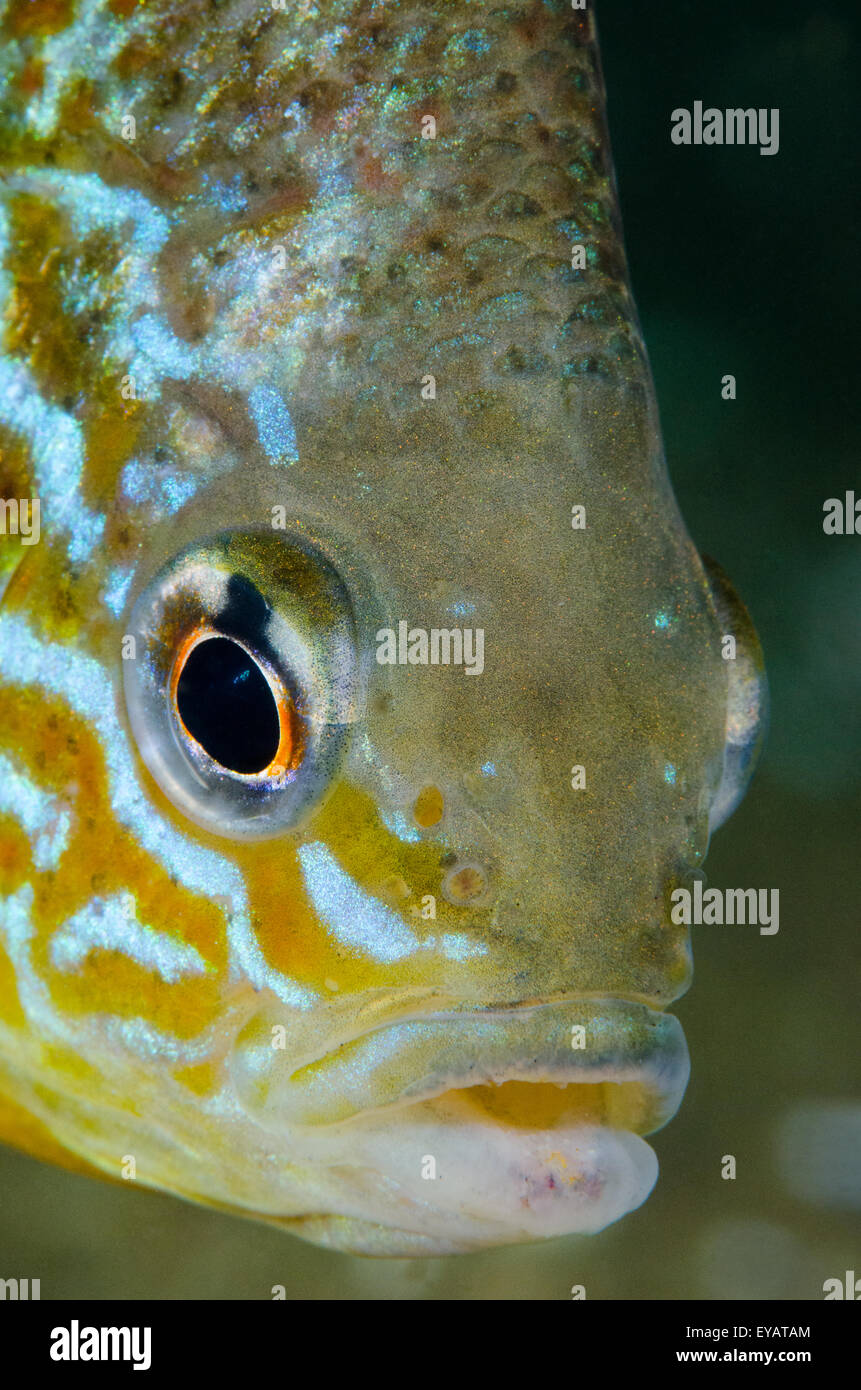 Close up of a freshwater Pumpkinseed Sunfish underwater. Stock Photo