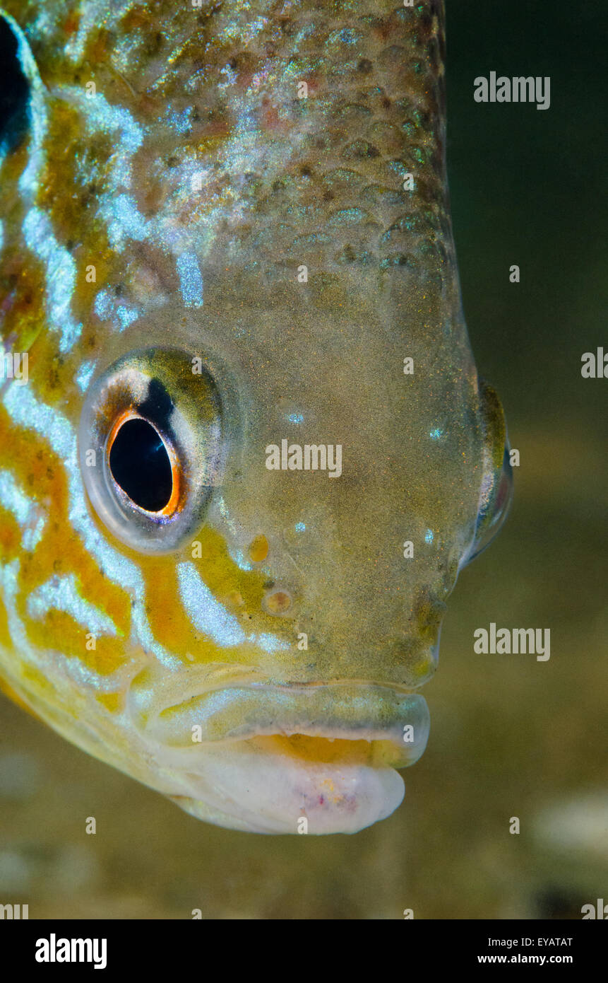 Close up of a freshwater Pumpkinseed Sunfish underwater Stock Photo Alamy