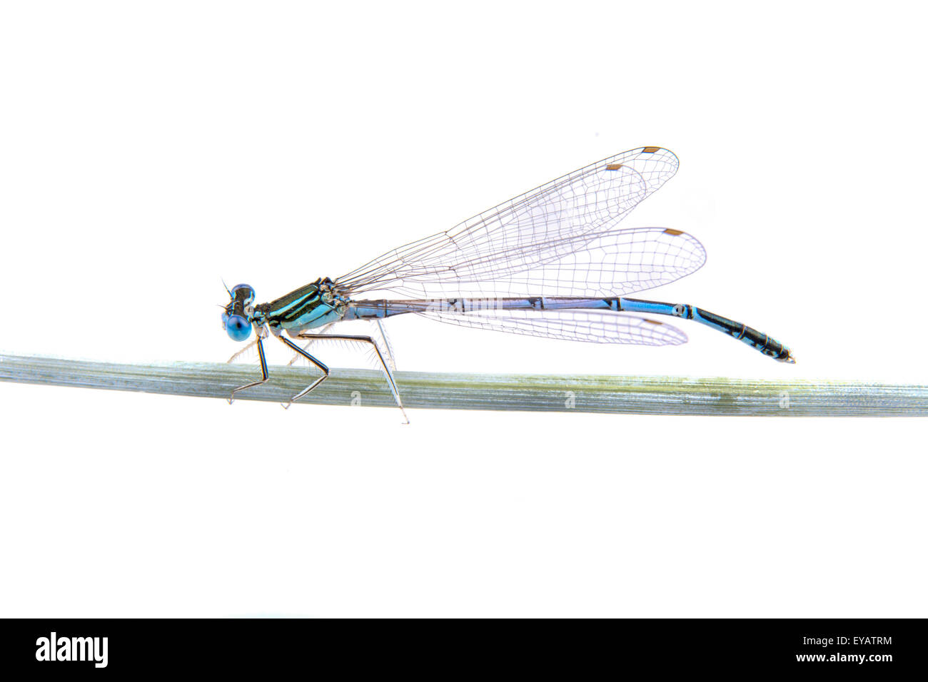 Blue dragonfly sitting on a straw isolated on a white background Stock Photo